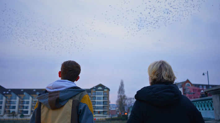 Wild Belfast watches the murmurations
