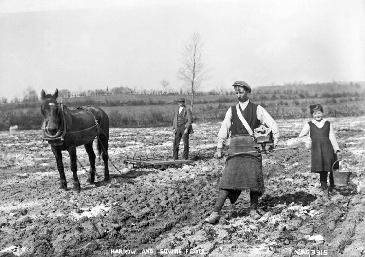 A horse pulling a harrow