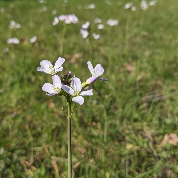 Edible Plant