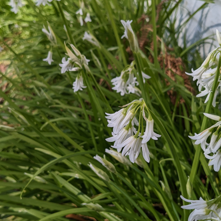 Three Cornered Leek