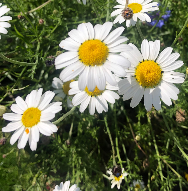 Oxeye Daisies