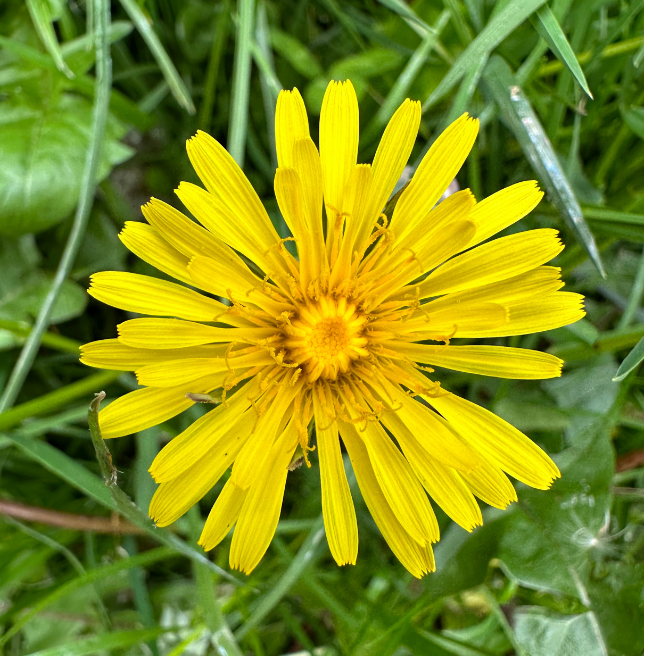 Dandelion