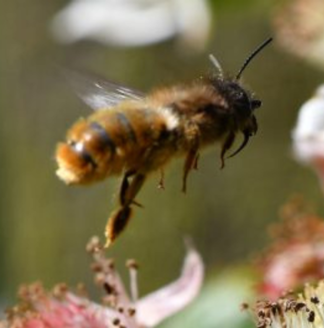 Osmia bicornis (Red Mason Bee)