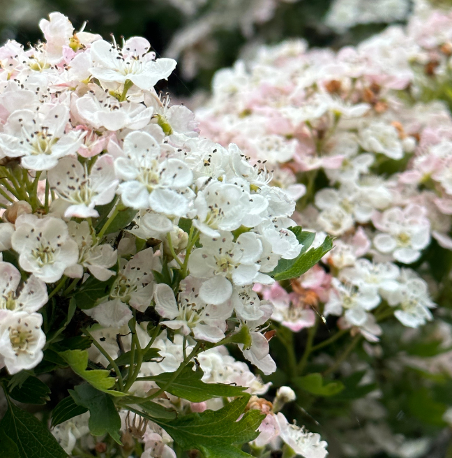 Hawthorn Flowers