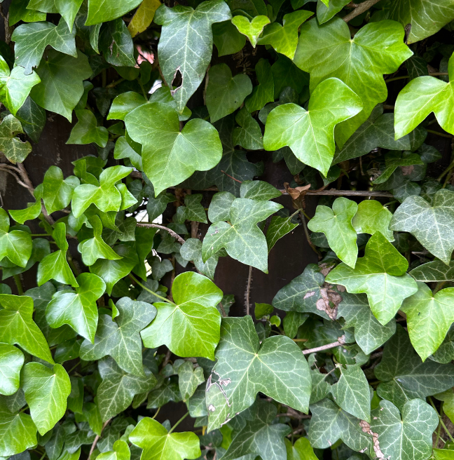 Ivy