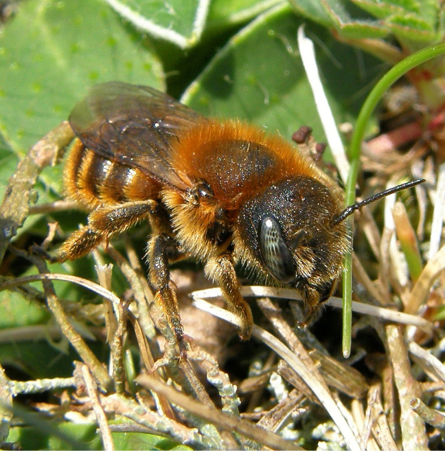 Osmia aurulenta (Gold-fringed Mason Bee)