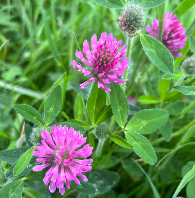 Clover