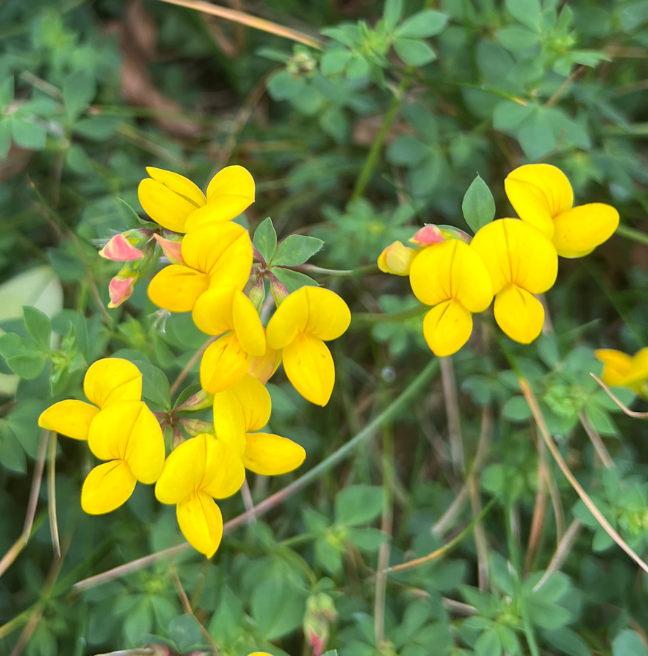 Bird's-foot-trefoil