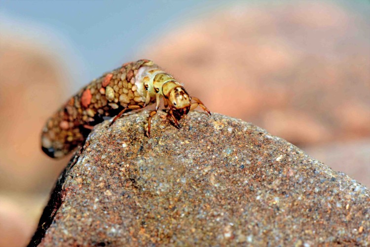 Caddis larvae, Odontocerum albicorne