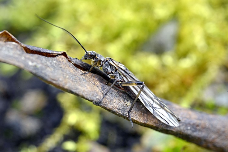 Stonefly adult, Protonemura meyeri