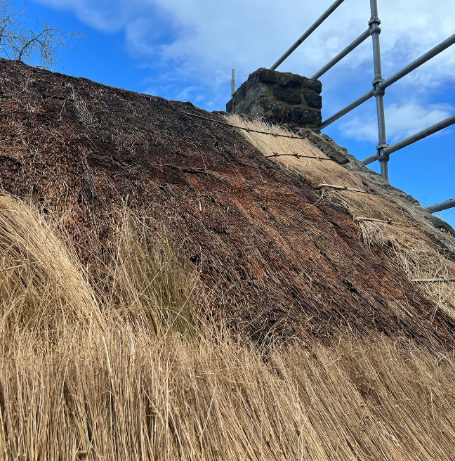 A roof in the middle of being thatched. At the top, old flax is being removed. At the bottom, new flax, straw-like and yellow, is being packed on in layers. 