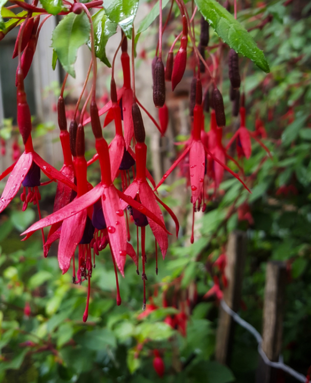 A close-up image of fuchsia
