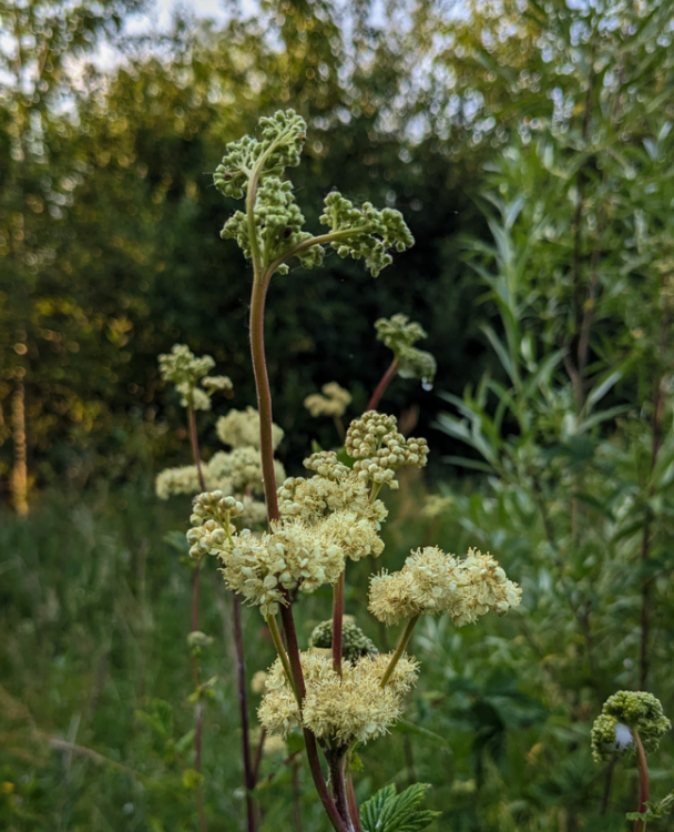 A close-up image of elderflower.