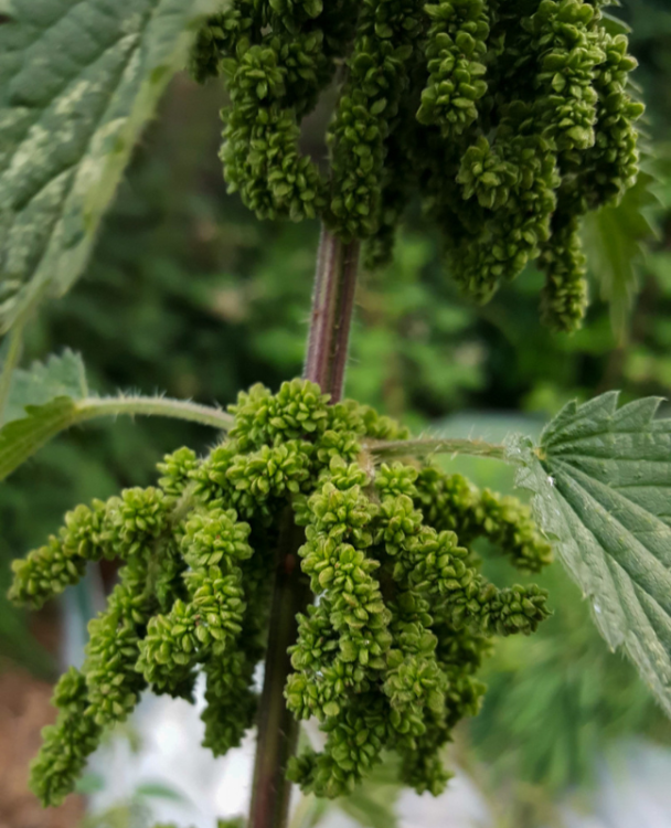 A close-up image of nettle seeds
