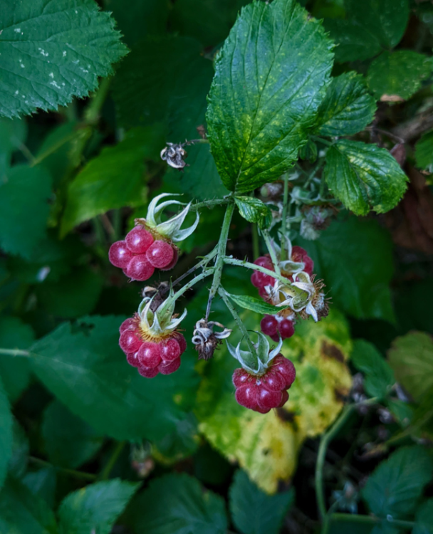 A close-up image of raspberries.
