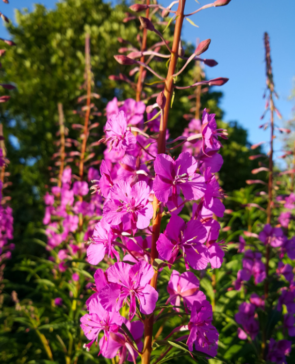 A close-up image of Rosebay Willowherb