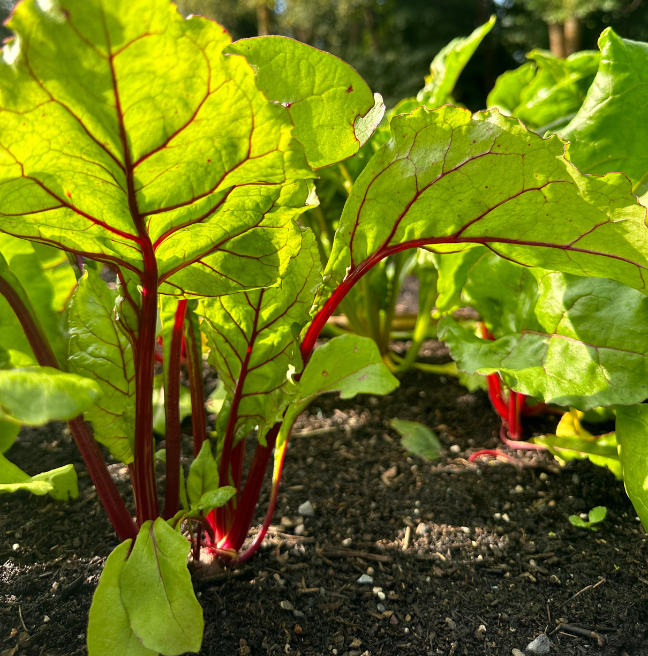 Rhubarb growing at the Ulster Folk Museum