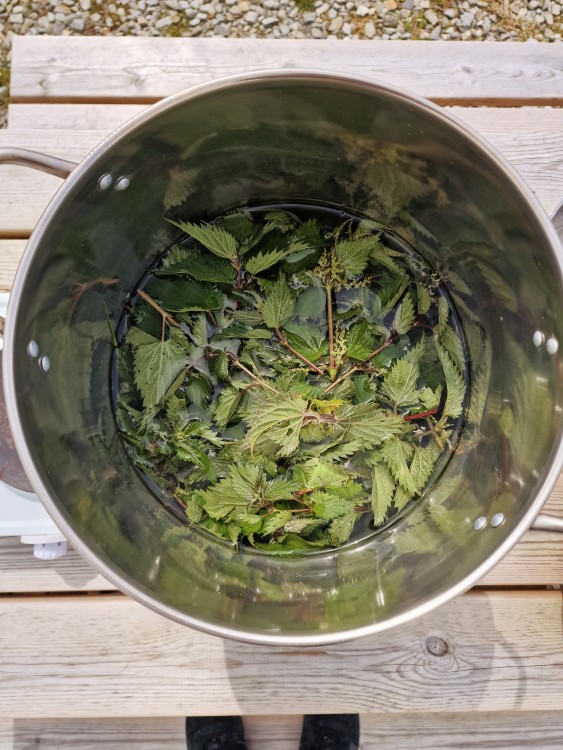 Nettles simmering in the dye pot