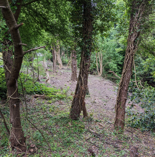 Woodland Trust, after restoration