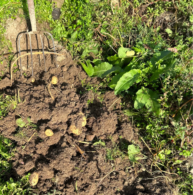 Potatoes in a filed being harvested, potatoes turned up by fork