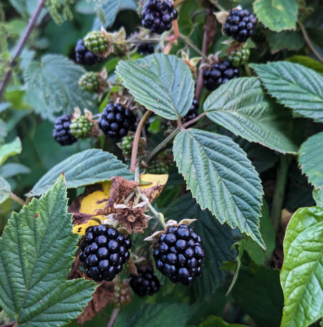 Deep purple blackberries dangle from a bush.
