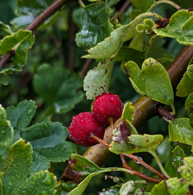 Two red hawthorns amongst green leaves.
