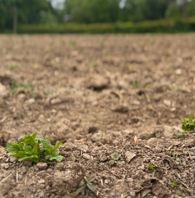 Close up of a small green plant in a brown field.