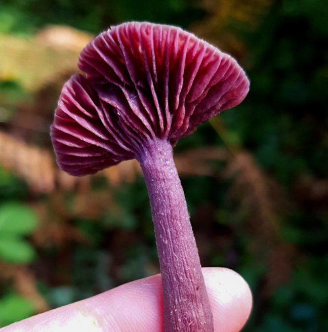 A photo of an amythest deceived. It is a vivid pinkish-purple, with a fibrous stem. The cap has 'gills', with lots of folds on the underside. 