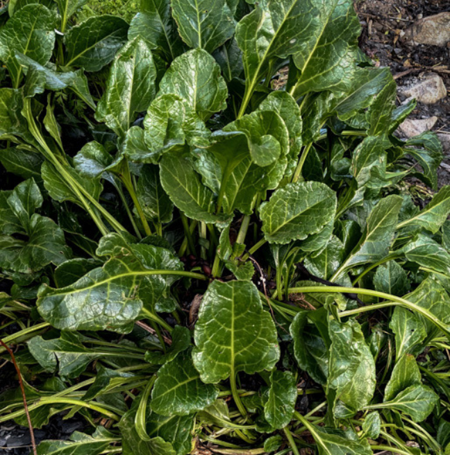 A photo of seabeet, a leafy plant. The leaves are long, dark green, with long thin stems.