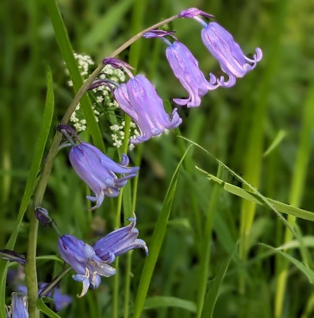 Native Bluebells