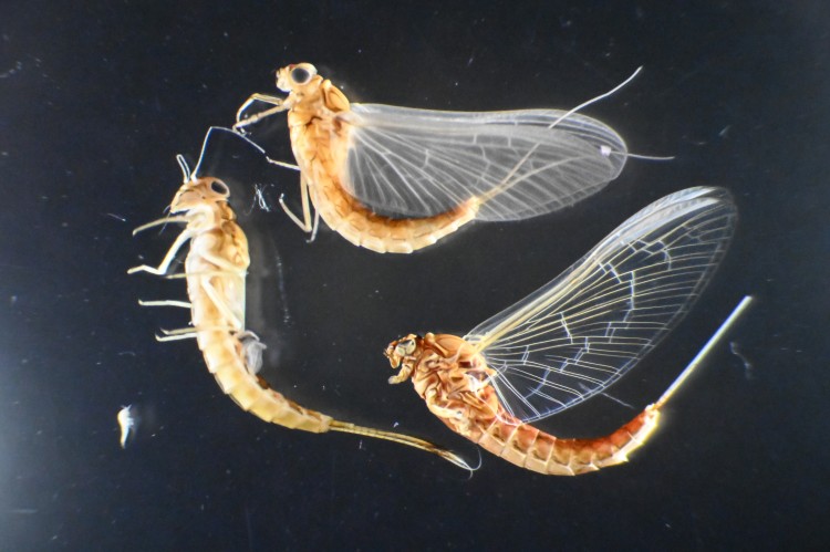 Three mayflies under a microscope, showing two adults and a juvenile.