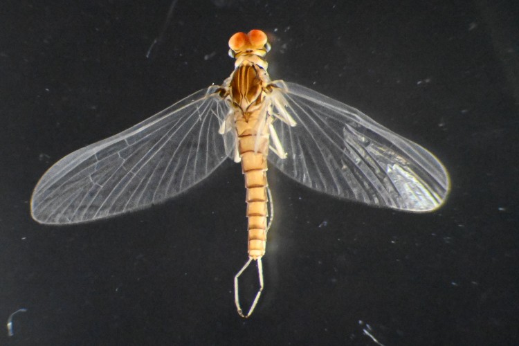 A mayfly under a microscope. It has a short orange body and wings outstretched. It is a female adult.