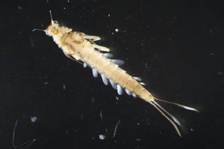 An image of a mayfly in its nymphal stage, shown under a microscope. Its gills are visible along its body.