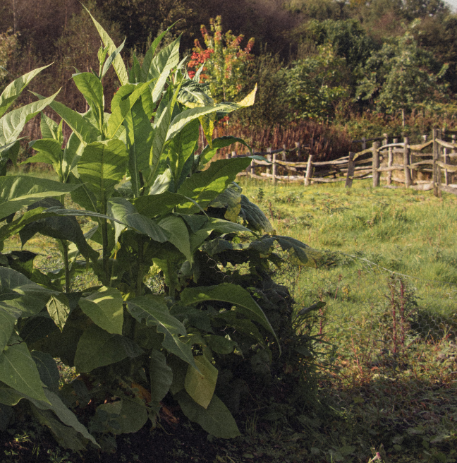A photograph of tobacco plants. They have large green leaves, and are about the shoulder height of a tall man.
