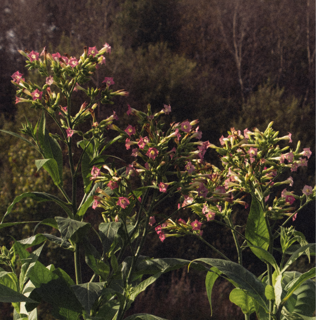 A photograph of the flowers of tobacco plants. The flowers are small, long, with pinkish leaves and a yellow middle like a daisy.