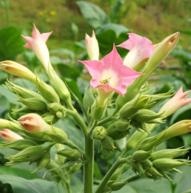 The flowers of the tobacco plant. They are small and long, with five points. The leaves are pink.