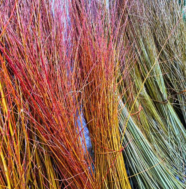 Different colours of willow