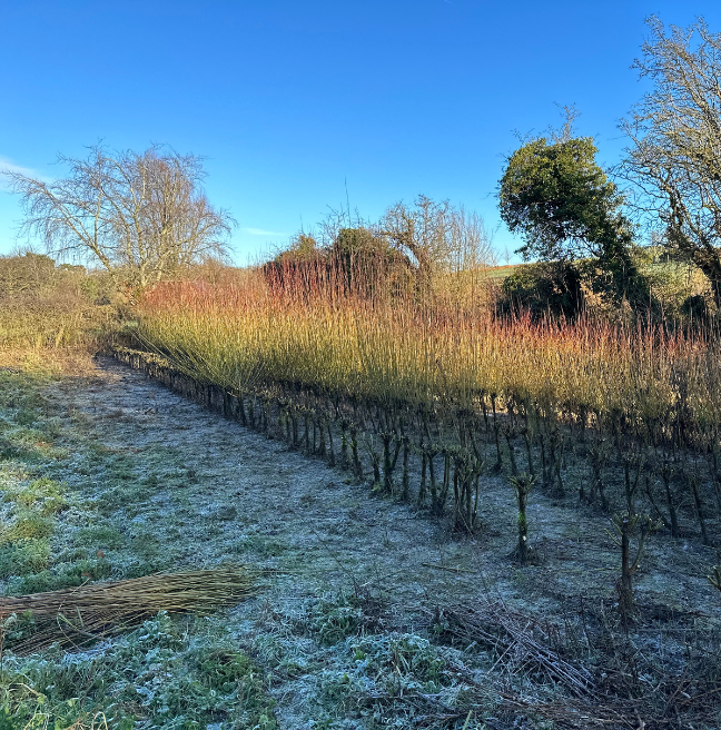 Willow harvest in the field
