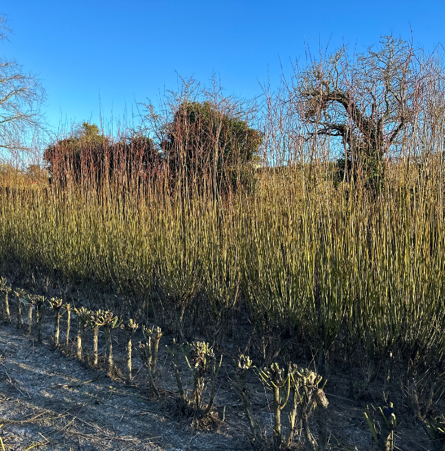 Cut willow in the field