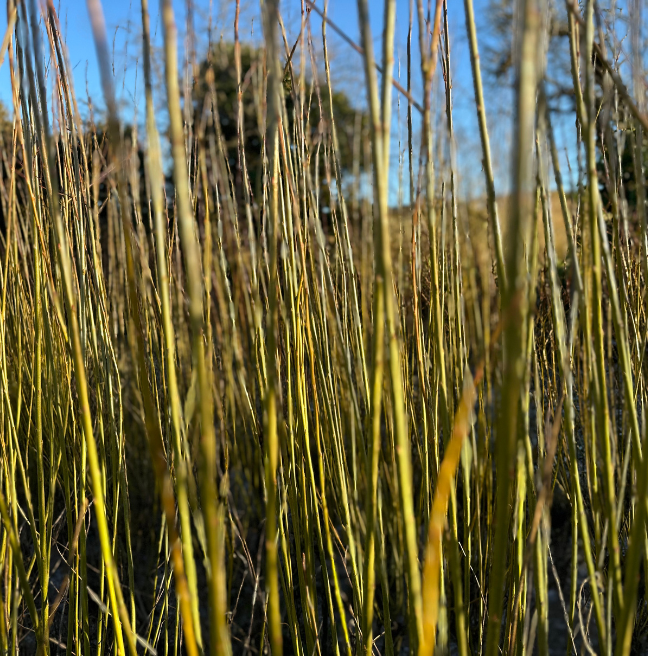 Willow growing in the field