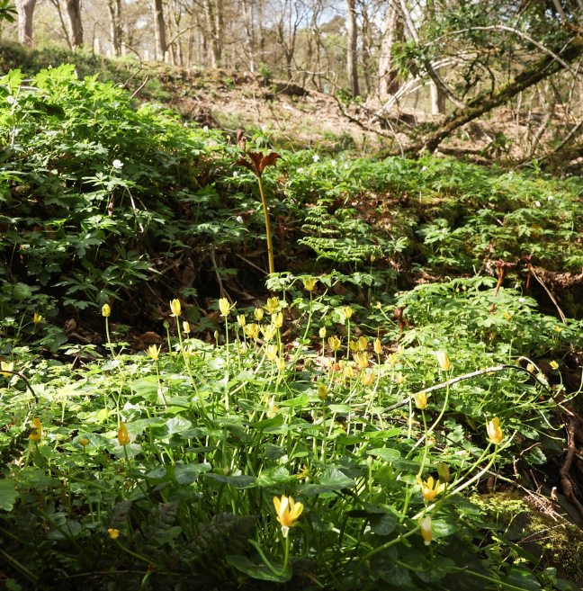 Yellow flowers growing in woodland