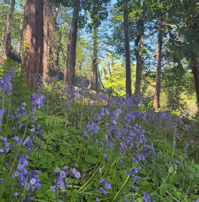 Bluebells growing in woodlands, blue sky visible in the background