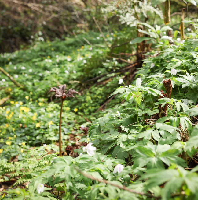 Regrowth after Woodland Trust work