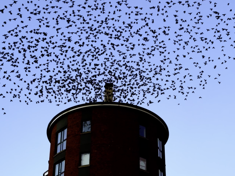 Starlings