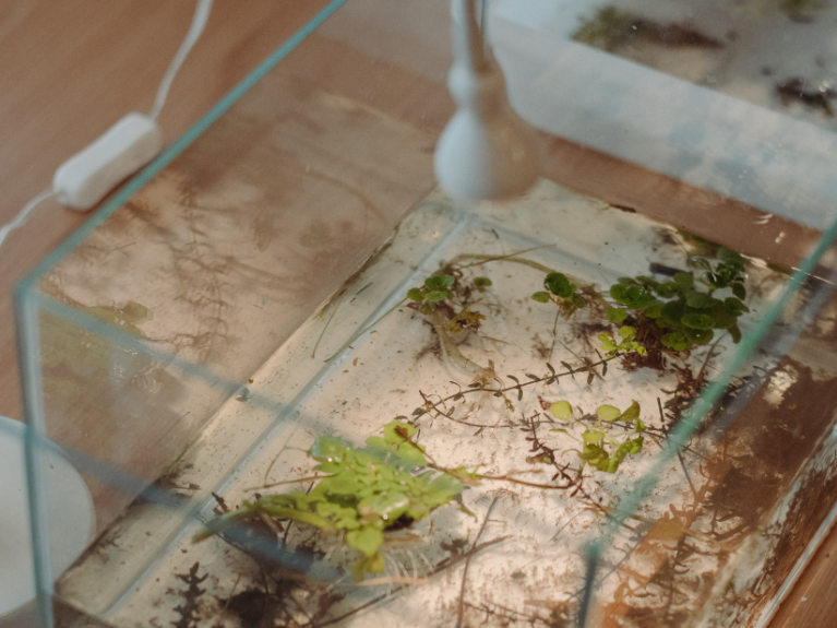 Get hands-on with nature conservation at the Ulster Transport Museum