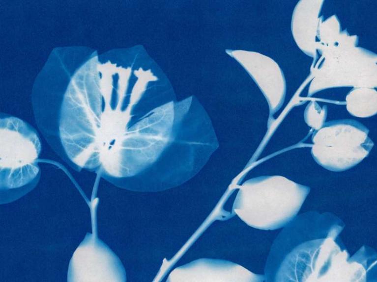 Use the power of the sun to create an image from foliage in the Ulster Transport Museum Walled Garden on Saturday 23rd August