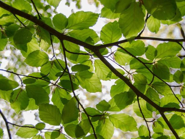 Slow down, relax and enjoy nature for this well-being walk and discover the benefits of nature bathing for mental health at the Ulster Transport Museum on Saturday 23rd and Sunday 24th August.