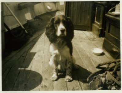 Springer spaniel onboard The Result