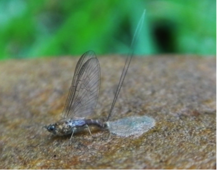 Female Mayfly laying eggs.png