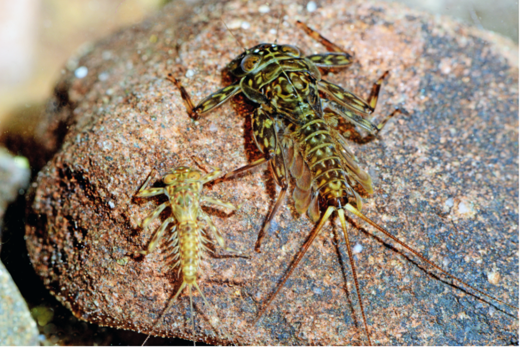 Mayfly Nymphs